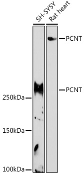 PCNT Polyclonal Antibody (E-AB-92179)