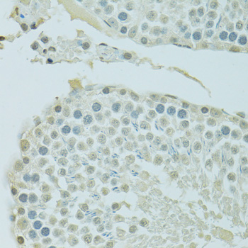 BRD3 Polyclonal Antibody (E-AB-65401)