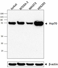 Purified anti-Hsp70 Antibody (648001)