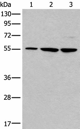 TRIM27 Polyclonal Antibody (E-AB-18297)