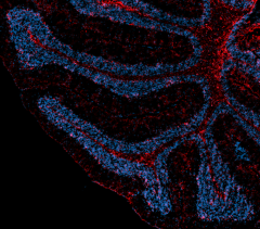 Alexa Fluor® 594 anti-mouse IgG2b Antibody (406709)