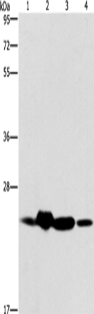 THOC7 Polyclonal Antibody (E-AB-14720)