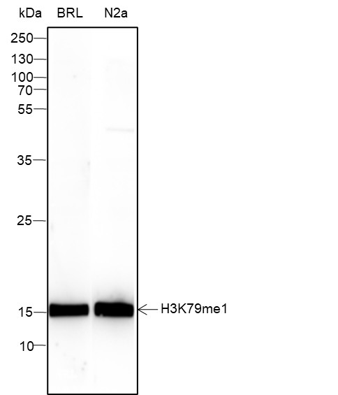 Recombinant Histone H3 (Mono Methyl Lys79) Monoclonal Antibody (AN302113L)