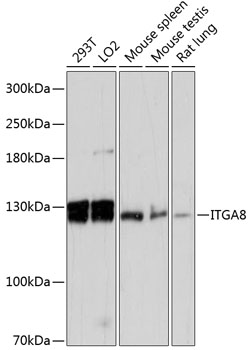 ITGA8 Polyclonal Antibody (E-AB-64432)