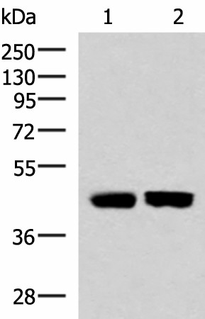 KIR3DL1 Polyclonal Antibody (E-AB-52955)