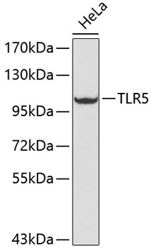 TLR5 Polyclonal Antibody (E-AB-67080)