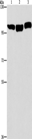 DNM2 Polyclonal Antibody (E-AB-13205)