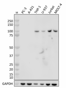 Purified anti-VAV Antibody (935101)