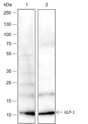 Recombinant GLP-1 Monoclonal Antibody (AN301530L)