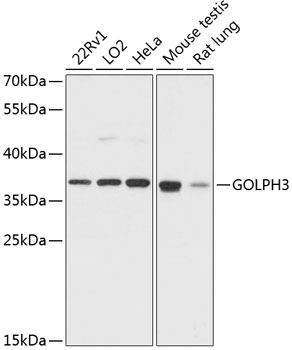 GOLPH3 Polyclonal Antibody (E-AB-64467)