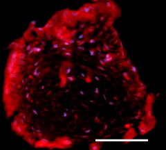 Purified anti-FosB Antibody (600851)