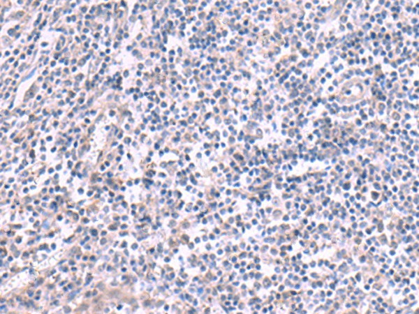 KCNK10 Polyclonal Antibody (E-AB-18165)