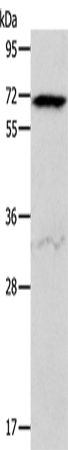 ACVR2A Polyclonal Antibody (E-AB-14487)