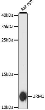 URM1 Polyclonal Antibody (E-AB-64834)