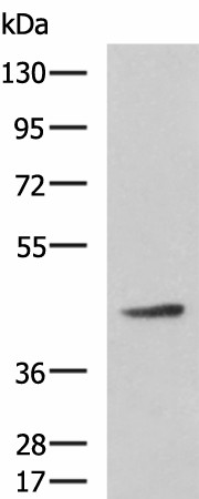 ARPC1B Polyclonal Antibody (E-AB-53178)
