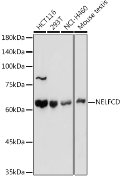 NELFCD Polyclonal Antibody (E-AB-92607)