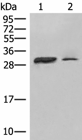 HLA-DPA1 Polyclonal Antibody (E-AB-18082)
