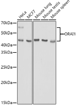 ORAI1 Polyclonal Antibody (E-AB-92770)