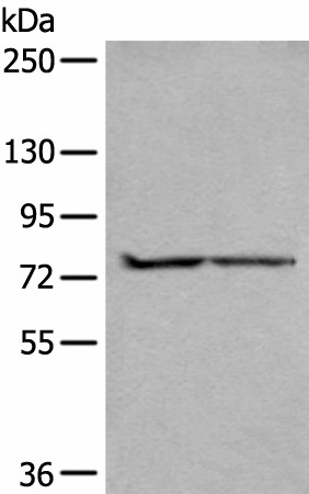 ALKBH8 Polyclonal Antibody (E-AB-52350)