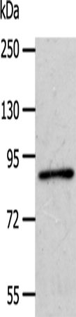 APPL1 Polyclonal Antibody (E-AB-10172)