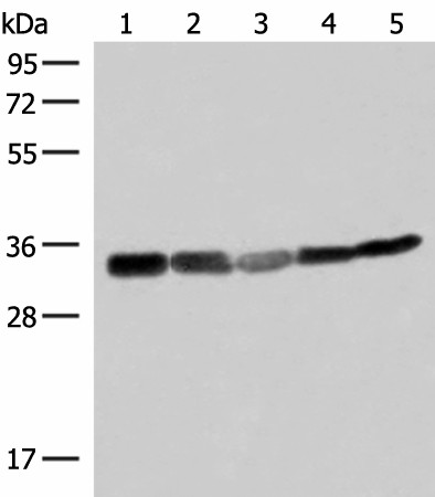 ECH1 Polyclonal Antibody (E-AB-18979)