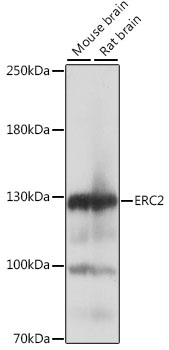 ERC2 Polyclonal Antibody (E-AB-91292)