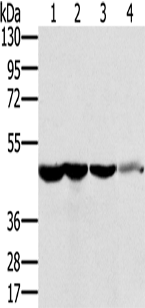 RNH1 Polyclonal Antibody (E-AB-15348)
