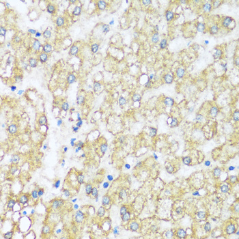 ATP5I Polyclonal Antibody (E-AB-66935)