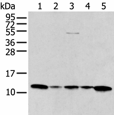 CCL1 Polyclonal Antibody (E-AB-53520)
