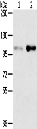 SLTM Polyclonal Antibody (E-AB-13666)