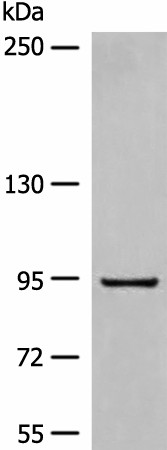 DMGDH Polyclonal Antibody (E-AB-17889)