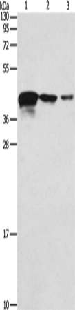 TWF2 Polyclonal Antibody (E-AB-14683)