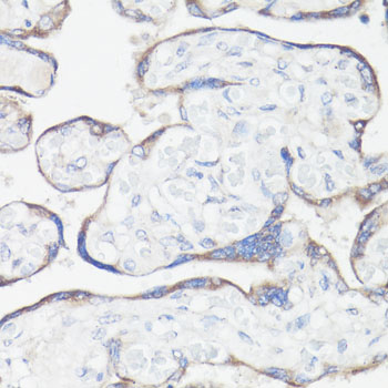CLUH Polyclonal Antibody (E-AB-63283)