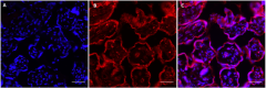 Alexa Fluor® 647 anti-NOS3 (eNOS) Antibody (626753)