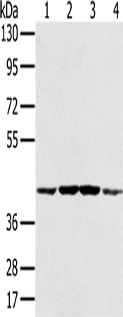 PAICS Polyclonal Antibody (E-AB-15282)