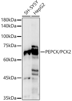 (KO Validated) PEPCK/PCK2 Polyclonal Antibody (E-AB-92385)