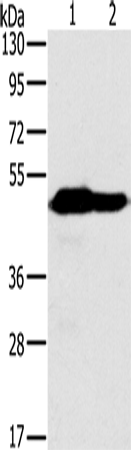 NDUFV1 Polyclonal Antibody (E-AB-11436)