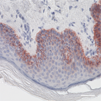 Purified anti-Keratin 14 Antibody (648814)