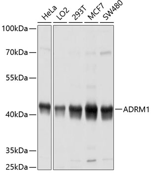 ADRM1 Polyclonal Antibody (E-AB-63791)