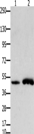 FOXL2 Polyclonal Antibody (E-AB-15650)