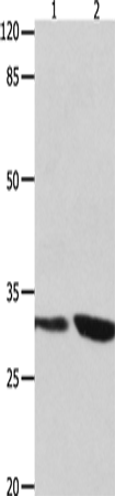 YWHAG Polyclonal Antibody (E-AB-12587)