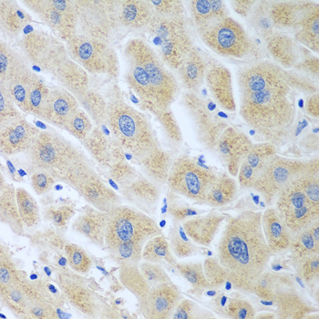 BLVRB Polyclonal Antibody (E-AB-61605)