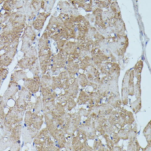 FLII Polyclonal Antibody (E-AB-65241)
