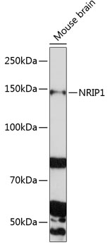 NRIP1 Polyclonal Antibody (E-AB-93022)