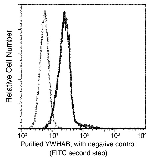14-3-3 beta/YWHAB Monoclonal Antibody (AN200031P)