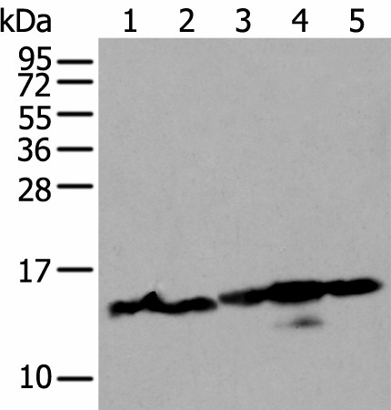 HIST1H3A Polyclonal Antibody (E-AB-52402)
