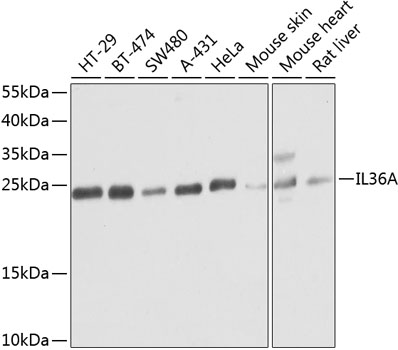 IL36A Polyclonal Antibody (E-AB-63095)