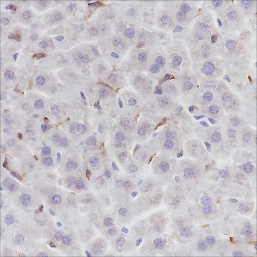 Recombinant F4/80 Monoclonal Antibody (AN301518L)