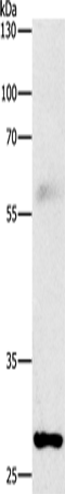 FGF2 Polyclonal Antibody (E-AB-15525)
