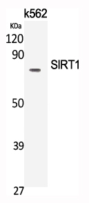 SIRT1 Polyclonal Antibody (E-AB-32901)